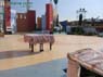 Gala Murcia �Qu� Hermosa Eres! - Foto 9